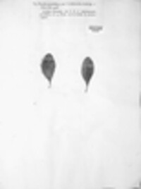 Erysiphe penicillata image